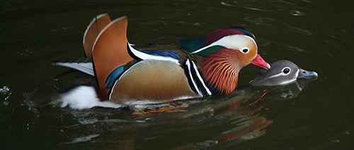 Mandarin duck swimming on top of grey duck in the water