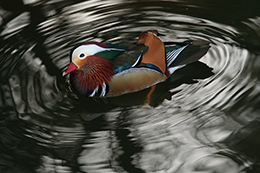 Mandarin duck swimming in the water