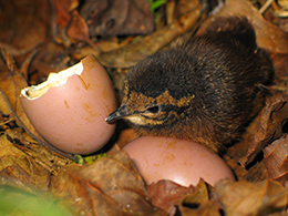 Tinamou lays just two eggs in a small depression on the forest floor