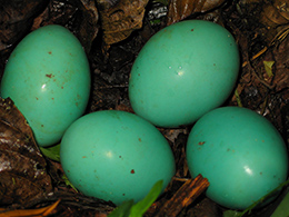 Four green tinamou eggs lying in the nest