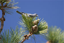 Pinyon Jay sitting on a Pine tree branch