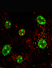 Immunofluorescence photo of stomata