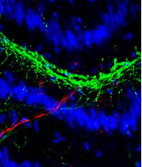 Image showing junction (green) between nerve (red) and muscle cells (blue) Credit: Laura N. Borodinsky, UCSD