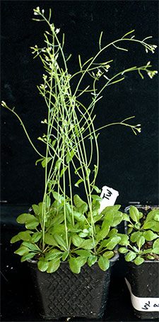Mustard plant Arabidopsis in a black pot