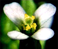 Closeup of Arabidopsis flower with pollen tubes