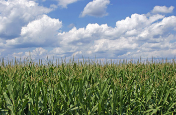 Cornfield in Ohio