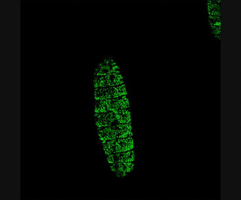  Puncturing a Drosophila embryo with the enzyme trypsin activates genes throughout the epidermis that help in wound healing, shown in green. 