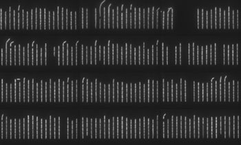 E. coli grow in hundreds of microchannels in the mother machine