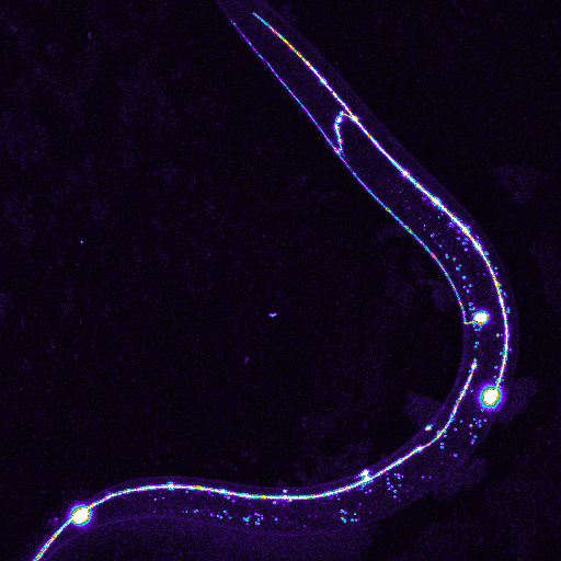 Long fibers emitting from axons of C. elegans