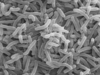 bacterium Vibrio cholerae