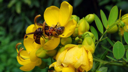 small hornet attacking honeybee