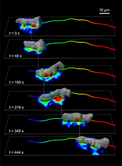 Cells walking step-wise