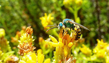 Bee pollinating on a yellow flower