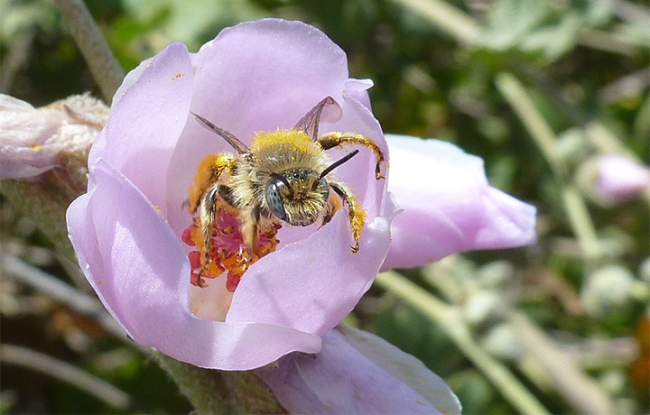 Bee on a purple flower