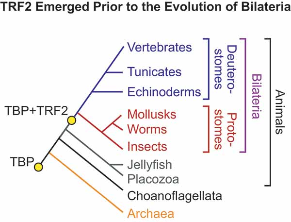 Grahph showing how TRF2 emerged prior to evolution of bilateria