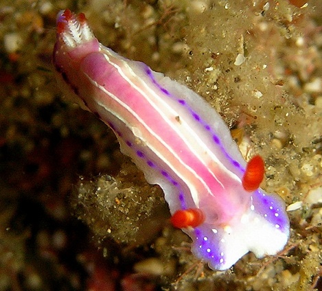 a pink and purple nudibranch