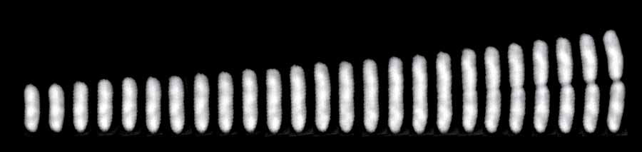 Time series of E. coli growing under the microscope