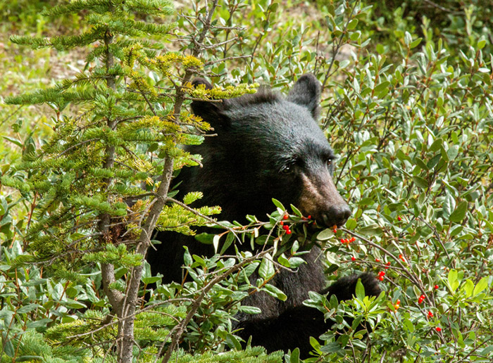 a bblack bear eating red berries from a bush