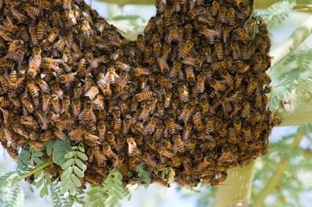 a bunch of honey bees swarmed together on a hive in a heart shape
