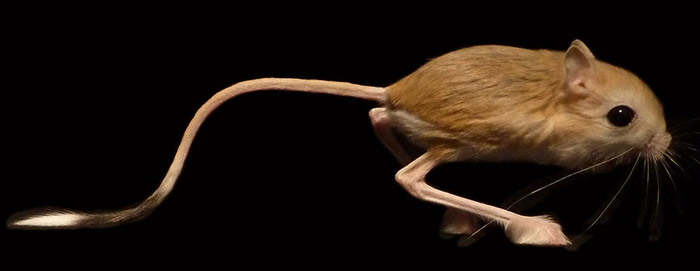 Lesser Egyptian Jerboa