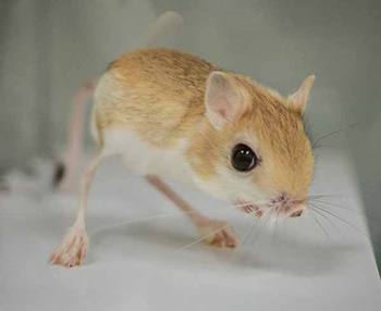 Jerboa