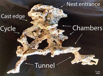 Study Finds More Tunnels in Ant Nests Means More Food for Colony