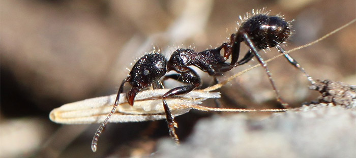 harvester ant holding a seed