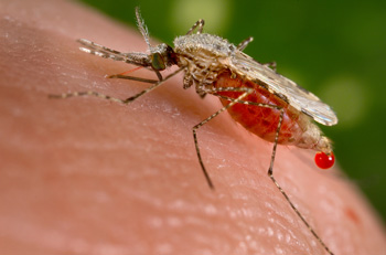 An Anopheles stephensi mosquito obtains a blood meal from a human host through its pointed proboscis.