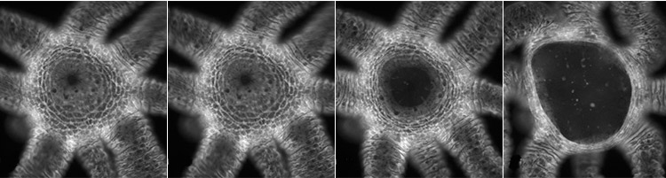 A series of 4 greyscale images showing a Hydra's mouth increasingly open.