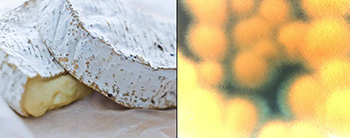 Brie cheese and mold