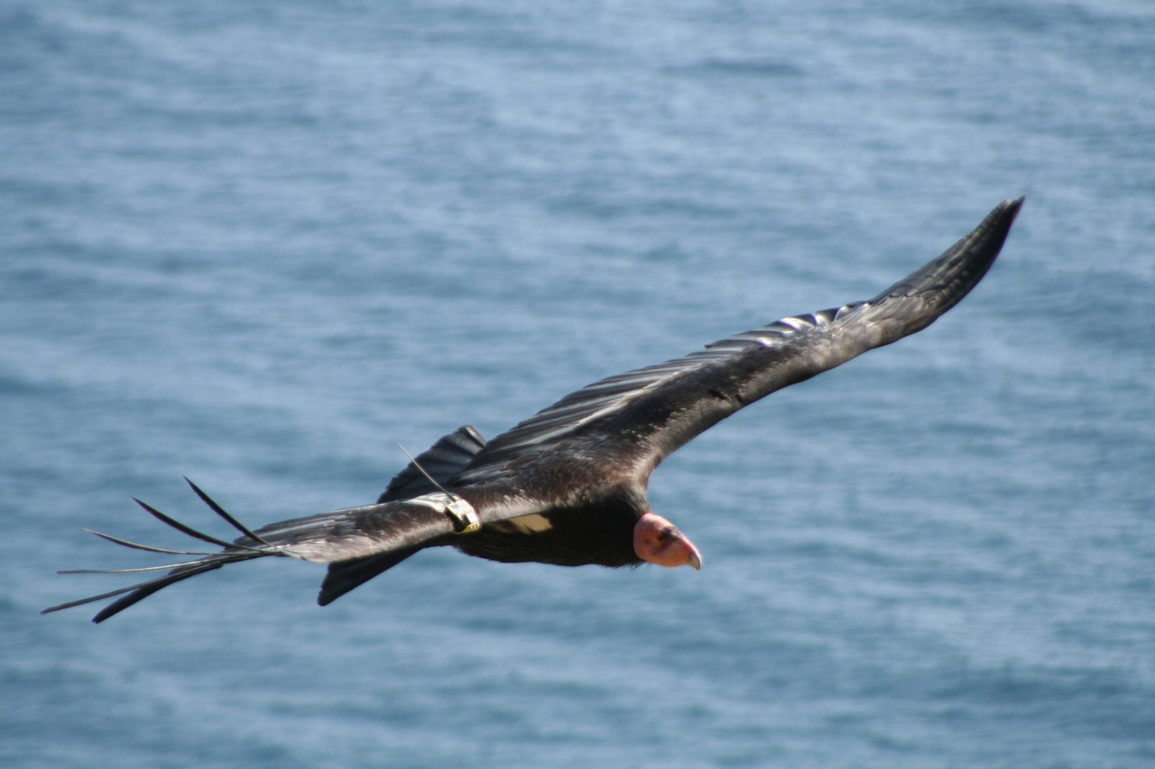 California condor flying