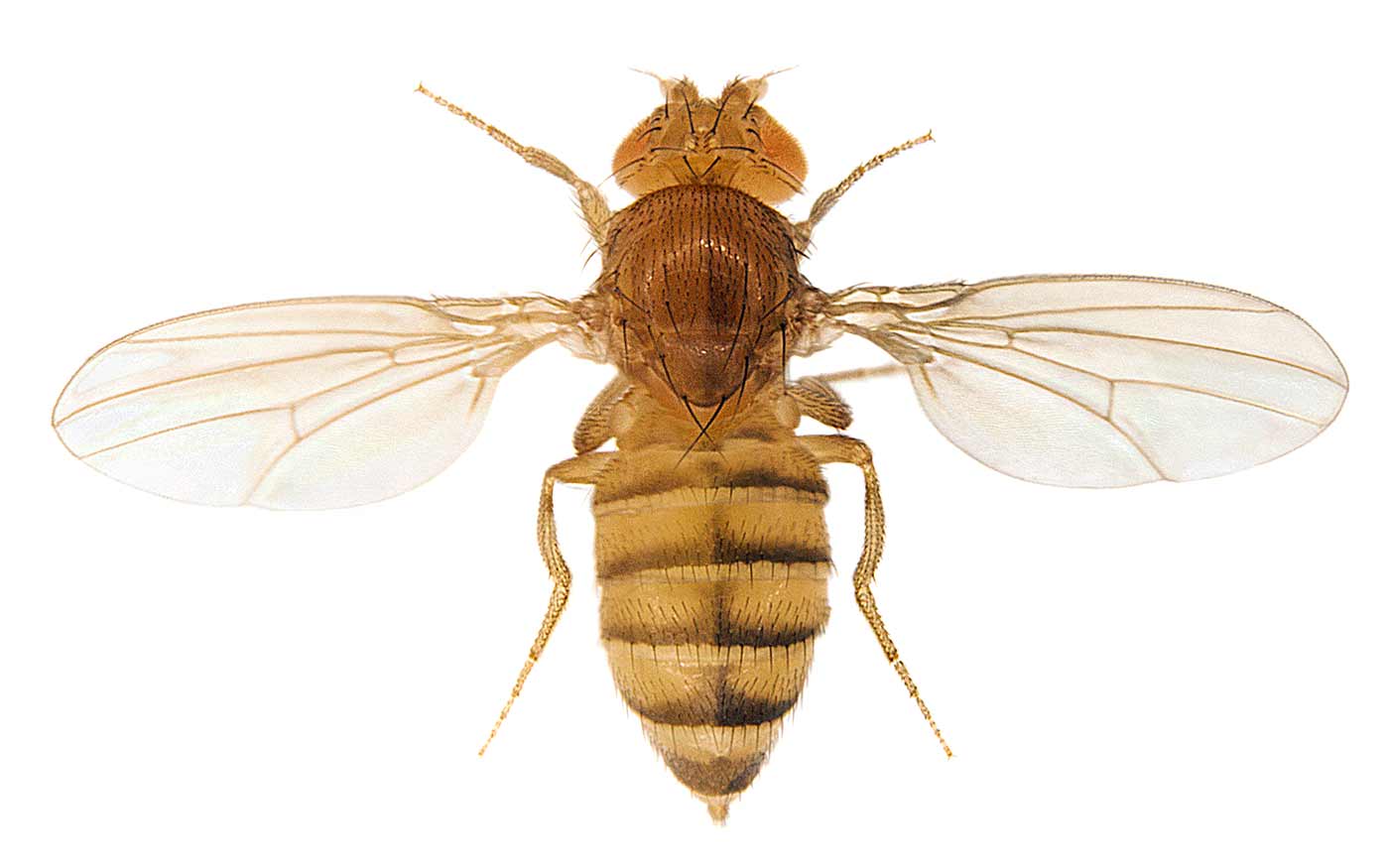 Asymmetrical fruit fly