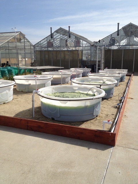 Algea greenhouse