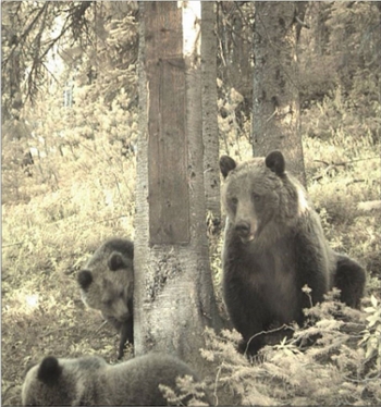 Bears together at a hair-snaring station