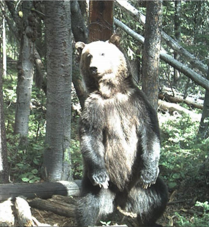Grizzly bear sitting in a forest