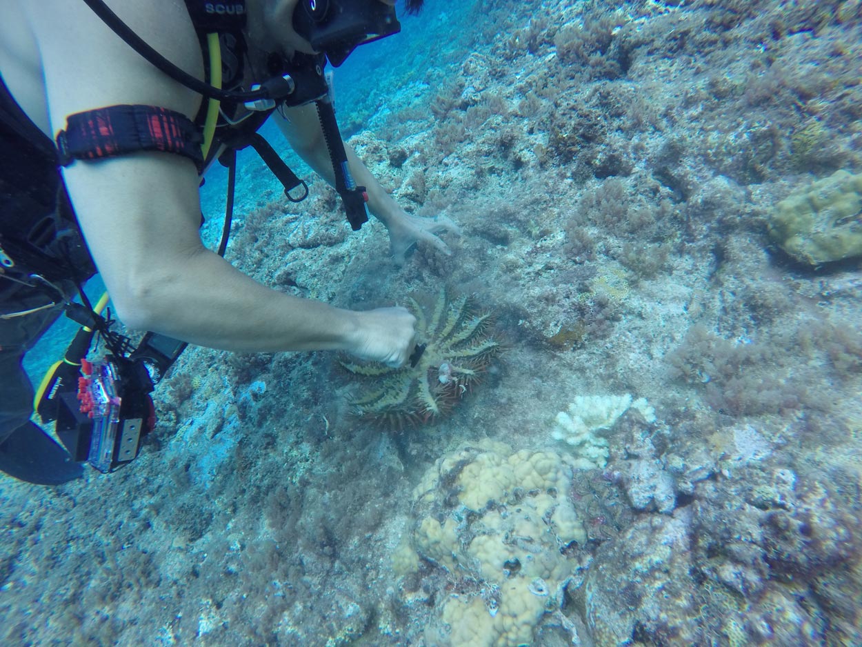 Diver collecting marine specimens