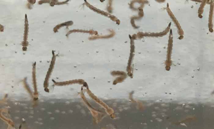 Magnified image of mosquito larvae in a container