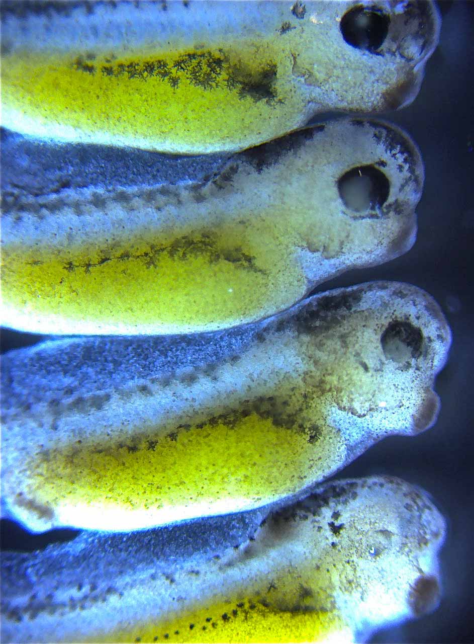 magnified detailed image of four 2-day old tadpoles