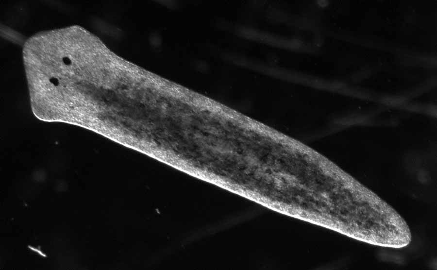 Sword shaped white flatworm
