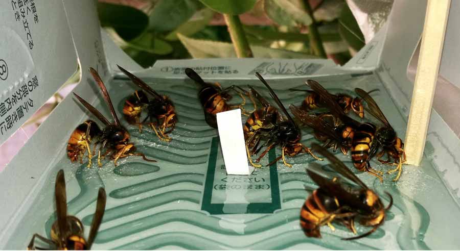 male hornets trapped inside a box on a sticky surface