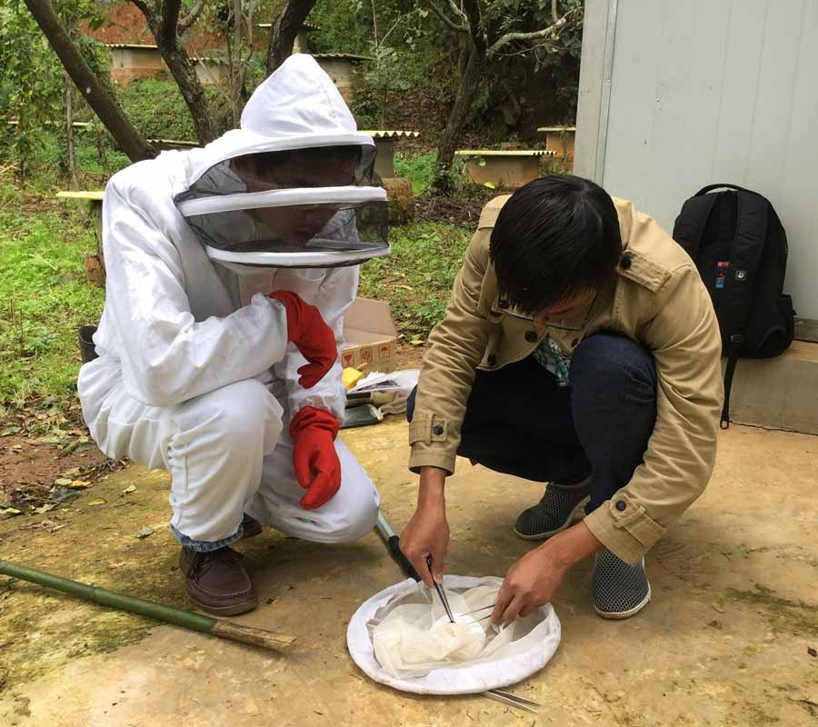 two men, one in a bee keeper's uniform and one in casual clothing, use tweezers to extract a captured bee from a net