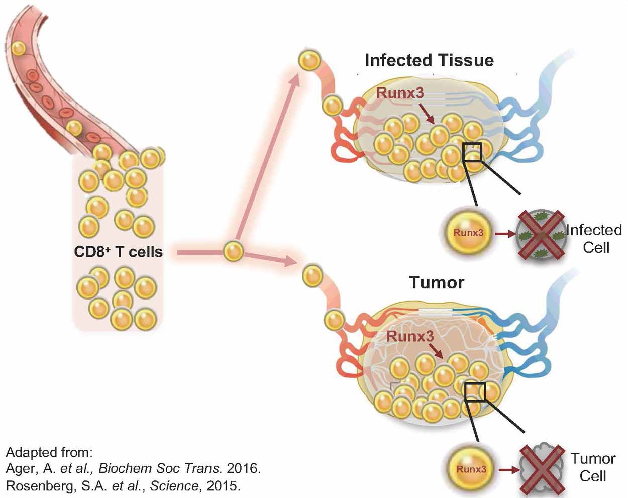 illustrated diagram showing how protein Runx3 programs killer T cells to target infected tissues