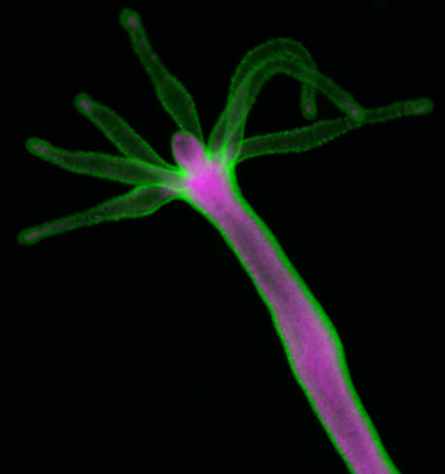 Researchers Unravel Key Mechanism Underlying Hydra's Regenerative Ability