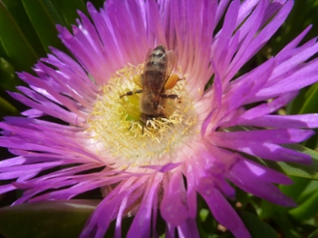 A honey bee pollinating a purple flower