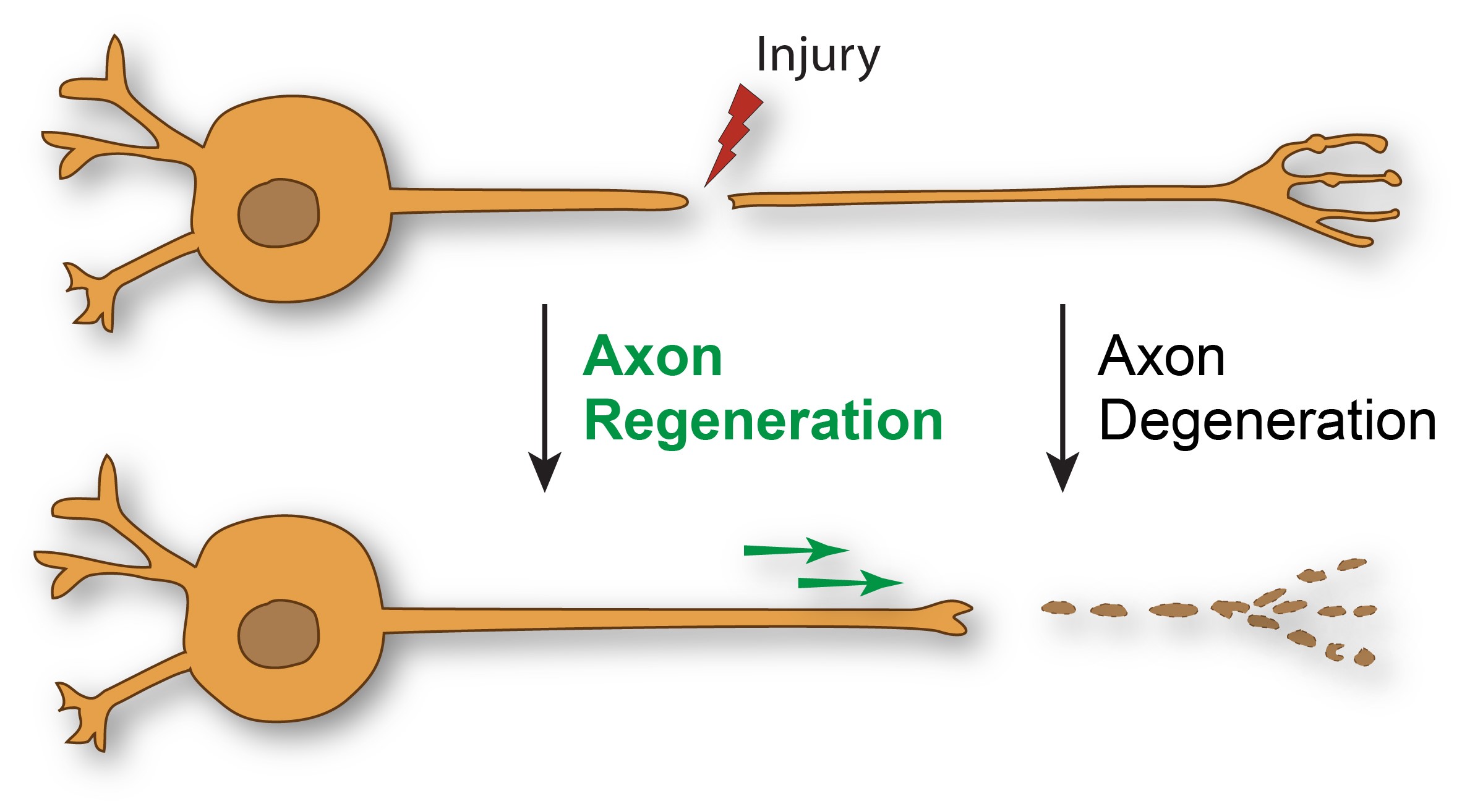 Graphic showing axon generation and regeneration