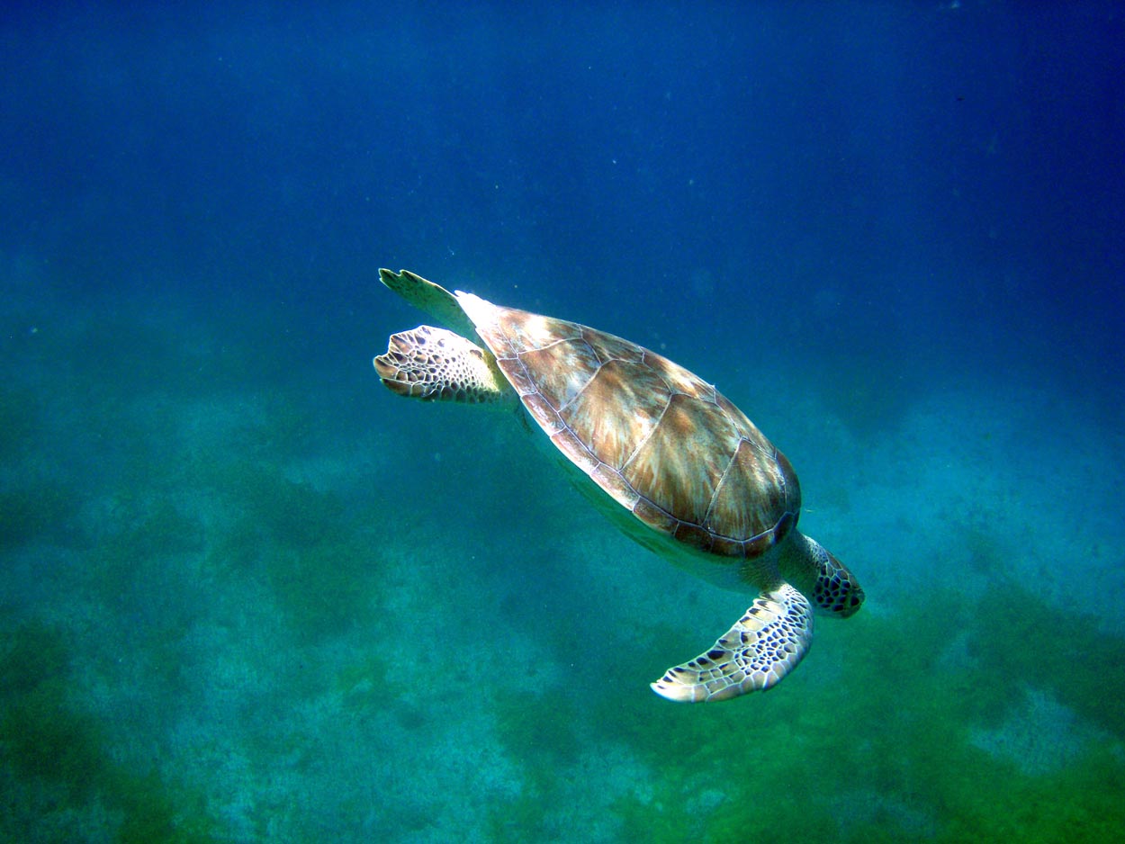 Green sea turtle