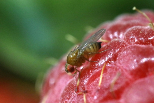 Fruit fly on a berry crop