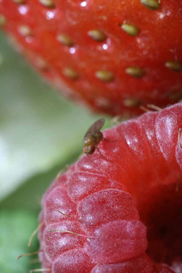 A small fruit fly on a raspberry