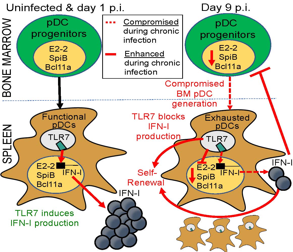 Researchers Uncover Mechanisms That Impair Immune System Defenses