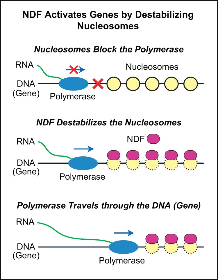 Scientists Find Missing Factor in Gene Activation